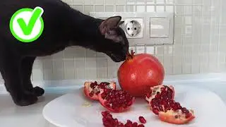 Black Oriental Shorthair Cat Eats Fruits
