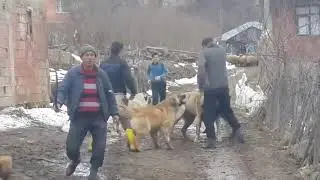 Köpeklerin Doğal Halleri - KÖYDE BİRBİRLERİNE GİRDİLER