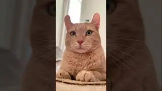 Коточеловек Руни)