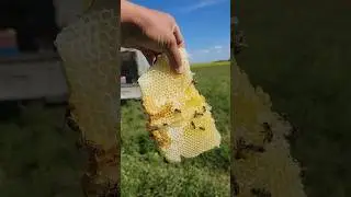 Пчелы натянули бортевой мёд🤣 Опять не успели расширить отводки🙈
