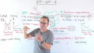 Planters produktion: BPP = NPP+R