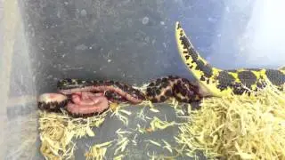 Sand Boa Birth