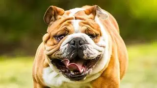 TOP 50 CURIOZITATI DESPRE BULLDOGI