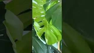 Нью! #москва #shortvideo #монстера #растения #офисное #цветы #новыйлист