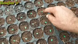 How to make seedlings from melon seeds