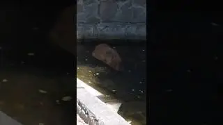 капибара