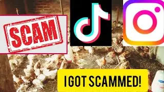 Avoid These Scams on TikTok