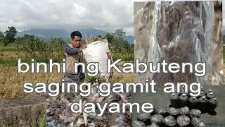 paano gumawa ng binhi ng Kabuteng saging gamit ang dayame