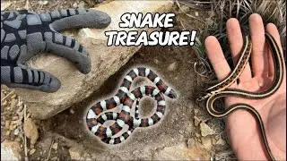 CRAZY Rock Flipping for Beautiful Snakes on the Kansas Prairie!