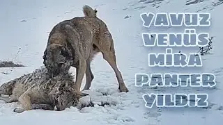 Kangal Yavuz went crazy when he smelled the wolf