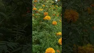 Flor de Cempasúchil Chiapas #naturaleza