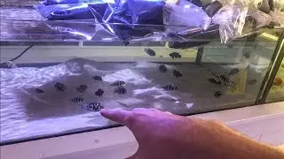 Our Massive Freshwater Expansion!