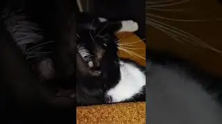 Мурзик строит глазки.