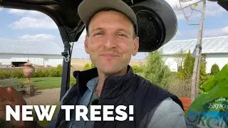Moving Figs + Planting New Spruce Trees in My Newly Planted Field | Gardening with Wyse Guide