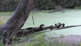 Blue-Green Algae Harvesting at the Pond, Cedar Rock Farm (9.12.2014)