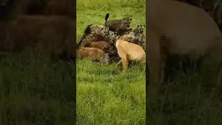Heynas attack the Lion #wildlife #shorts