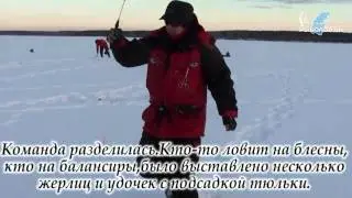 Река Волга, Красный Оселок. Ловля берша