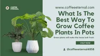 🔵💖 What Is The Best Way To Grow Coffee Plants In Pots! ☕🧑