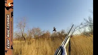 PHEASANT HUNTING IN NEW PLACES. Manul Hunting Ground. End of November 2021.