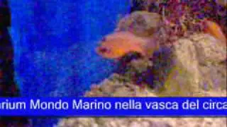 Re di Triglie (Apogon imberbis) corteggiamento.wmv