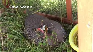 Successful Guinea Fowl Nest Outdoors!