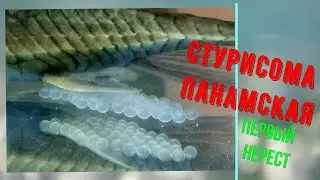 Стурисома панамская. Первый нерест. 