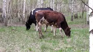 VID 20200510 130011