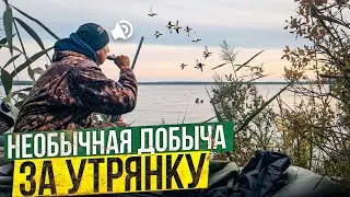 ОХОТА НА УТКУ 2021. СЕВЕРНАЯ УТКА ПОДХОДИТ. РЕЦЕПТ ПРИГОТОВЛЕНИЯ ЧОМГИ БОЛЬШОЙ ПОГАНКИ.