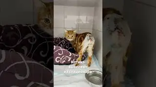 Пустик остался совсем один💔