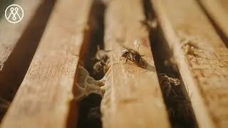 Albania Vlog | Visiting Berti and his Bees