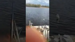 #карпфишинг #fishing #carpfishing #карповаяловля #рыбалка