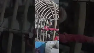 кабки Гарм Kekliik чорни бумер 