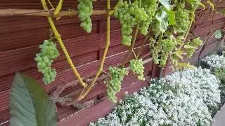 ГДЕ РАСТЁТ САМЫЙ ВКУСНЫЙ ВИНОГРАД НА СЕВЕРЕ ГЕРМАНИИ? У ИРИНЫ НА УЧАСТКЕ! | 