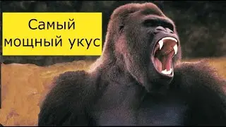 Самый Сильный Укус среди Животных