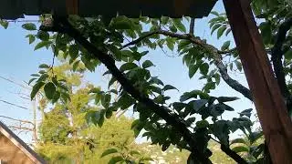 Сочи. Горное Лоо.Вечер. +30°C. 25. 06.2023г.©