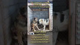 ..ОНИ МОЛЯТ О ПОЩАДЕ...их ВТОРОЙ РАЗ везут НА СМЕРТЬ! SOS! UPD на 29 июля 2024 г.