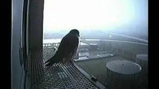 Peregrines in Zwolle Sunday January 06, 2008