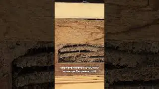 Американский улий за 400.000$ в центре столицы Калифорнии.