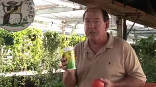 How to Treat Tomato Plants