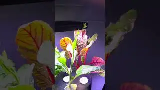 Hydroponic Tour #plantbase #indoorgardening #hydroponic