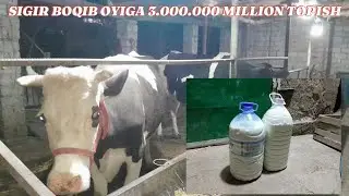 SIGIR BOQISH 🐄🐄SIGIR BOQIB OYIGA 3.000.000 MILLION FOYDA QILISH 💸💸💸