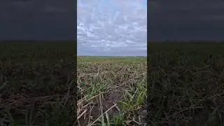 Полевые будни 💦🌾🍂