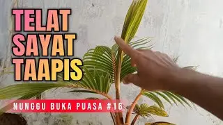 Nunggu Buka Puasa Part 16 || Akibat Telat Sayat Tapis