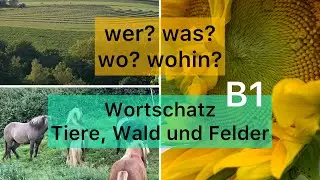 Tiere, Wald und Felder - Wer? Was? Wo? Wohin? | B1 | Deutsch lernen