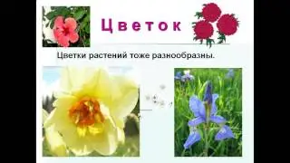 части растений 1 класс презентация