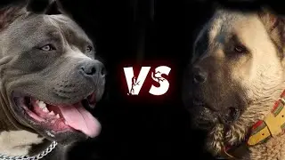 PIT BULL vs. KANGAL! WHO IS STRONGER?