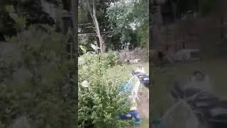 Dog try to hump girl dog ajhahaha