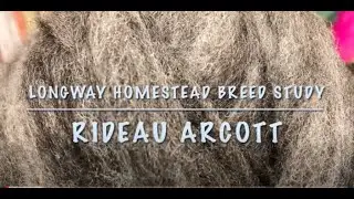 Glitched Stitchery Vlog 034: Longway Homestead Breed Study-- Spinning Rideau Arcott