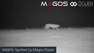 Wild life spotted by Magos radars