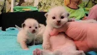 Котята рэгдолл открыли глаза (Ragdoll Cat)